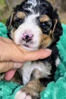 Willie-mini, a male Miniature Bernedoodle for sale in Ladysmith, WI – 7 of 8