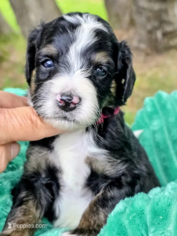 Alex- mini – Miniature Bernedoodle puppy for sale in Ladysmith, WI