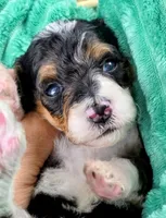 Sammy- mini, a male Miniature Bernedoodle for sale in Ladysmith, WI – 2 of 7