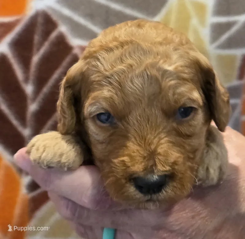 Zaire-mini – Goldendoodle puppy for sale in Ladysmith, WI
