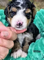 Willie-mini, a male Miniature Bernedoodle for sale in Ladysmith, WI – 5 of 8