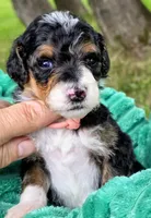 Sammy- mini, a male Miniature Bernedoodle for sale in Ladysmith, WI – 6 of 7