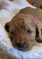 Micah- mini, a male Goldendoodle for sale in Ladysmith, WI – 3 of 7