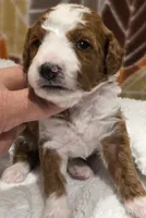 Lambeau-mini, a male Goldendoodle for sale in Ladysmith, WI – 8 of 8