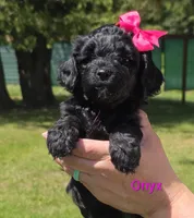 Onyx, a female Miniature Goldendoodle for sale in Ladysmith, WI – 2 of 10
