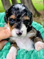 Sammy- mini, a male Miniature Bernedoodle for sale in Ladysmith, WI – 4 of 7