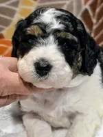 Toby-mini, a male Miniature Bernedoodle for sale in Ladysmith, WI – 3 of 8