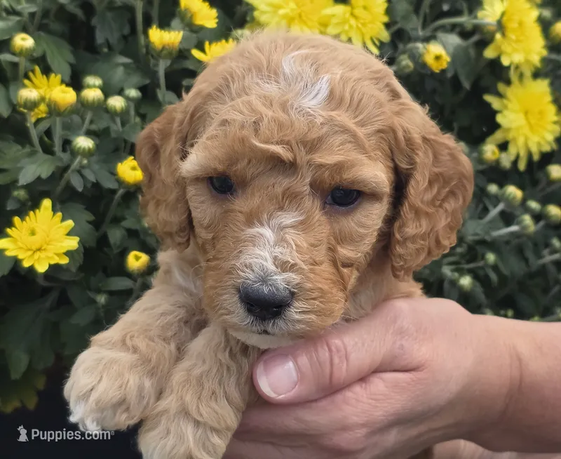 Tucker-mini – Goldendoodle puppy for sale in Ladysmith, WI