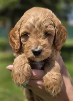 Sarge, a male Miniature Goldendoodle for sale in Ladysmith, WI – 10 of 10