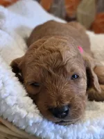 Micah- mini, a male Goldendoodle for sale in Ladysmith, WI – 6 of 7