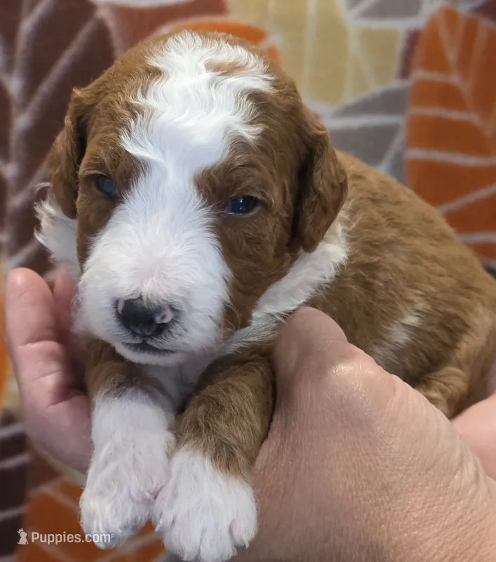 Lambeau-mini – Goldendoodle puppy for sale in Ladysmith, WI