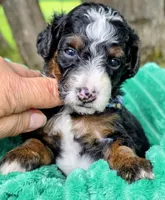 Cobb-mini, a male Miniature Bernedoodle for sale in Ladysmith, WI – 7 of 7