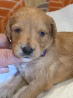 Xavier-mini, a male Goldendoodle for sale in Ladysmith, WI – 8 of 8