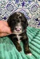 Jordan- mini, a male Miniature Bernedoodle for sale in Ladysmith, WI – 3 of 10