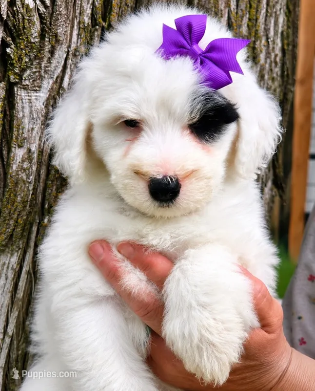 Patches-mini – Poodle - Miniature , Sheepadoodle puppy for sale in Ladysmith, WI