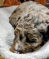 Hank-mini, a male Miniature Bernedoodle for sale in Ladysmith, WI – 2 of 10