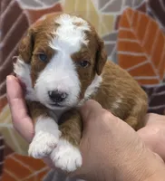 Lambeau-mini, a male Goldendoodle for sale in Ladysmith, WI – 6 of 8