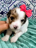 Maya- mini, a female Miniature Bernedoodle for sale in Ladysmith, WI – 9 of 9