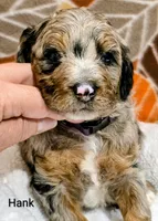 Hank-mini, a male Miniature Bernedoodle for sale in Ladysmith, WI – 3 of 10