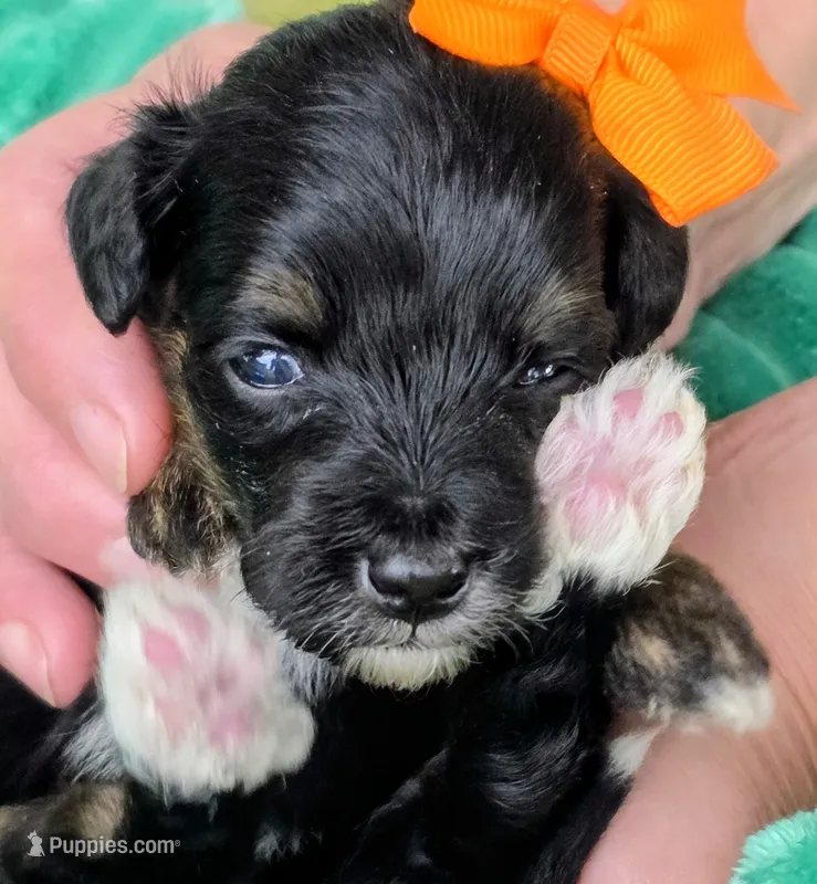 Ari- mini – Miniature Bernedoodle puppy for sale in Ladysmith, WI