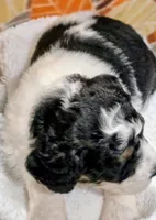 Toby-mini, a male Miniature Bernedoodle for sale in Ladysmith, WI – 2 of 8