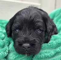 Marshawn-mini, a male Portuguese Water Dog and Poodle - Miniature  for sale in Ladysmith, WI – 5 of 8