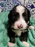 Brett-mini, a male Miniature Bernedoodle for sale in Ladysmith, WI – 2 of 10