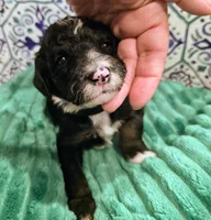 Jordan- mini, a male Miniature Bernedoodle for sale in Ladysmith, WI – 5 of 10