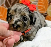 Reba- mini, a female Miniature Bernedoodle for sale in Ladysmith, WI – 8 of 10