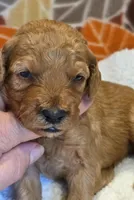Zaire-mini, a male Goldendoodle for sale in Ladysmith, WI – 6 of 7