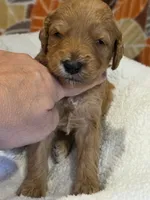 Hondo-mini, a male Goldendoodle for sale in Ladysmith, WI – 7 of 9