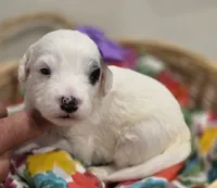 Patches-mini, a female Poodle - Miniature  and Sheepadoodle for sale in Ladysmith, WI – 2 of 10