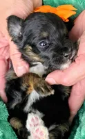 Ari- mini, a male Miniature Bernedoodle for sale in Ladysmith, WI – 3 of 8