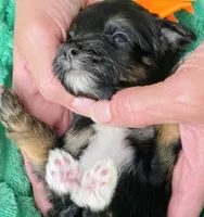 Ari- mini, a male Miniature Bernedoodle for sale in Ladysmith, WI – 2 of 8