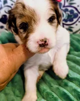 Maya- mini, a female Miniature Bernedoodle for sale in Ladysmith, WI – 6 of 9