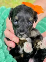 Ari- mini, a male Miniature Bernedoodle for sale in Ladysmith, WI – 6 of 8