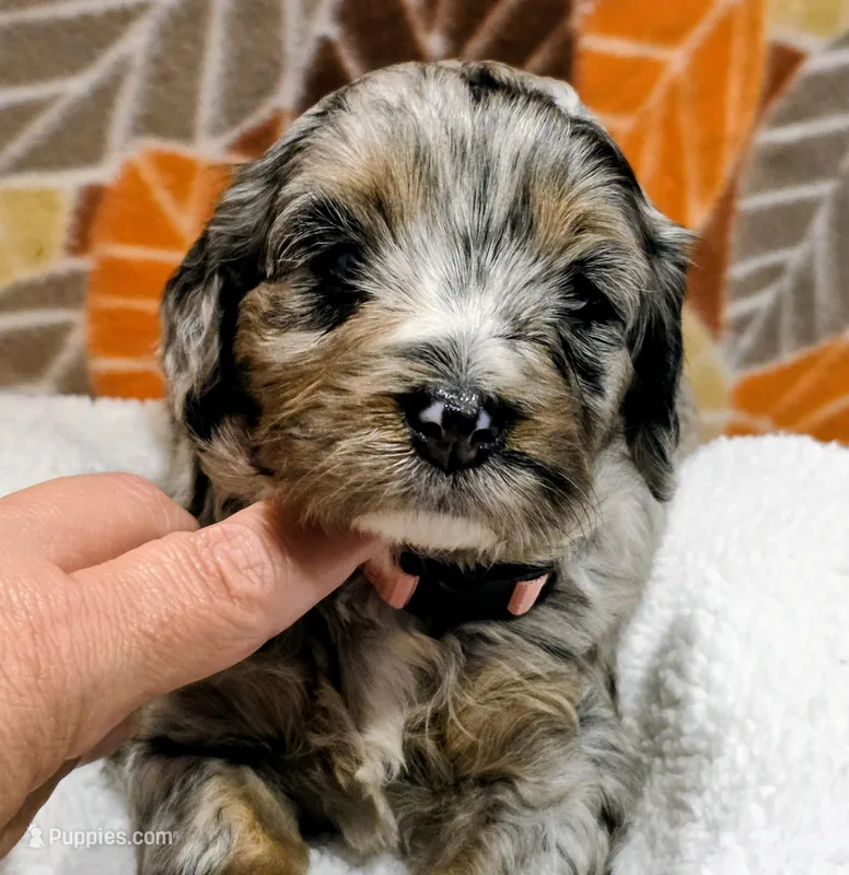 Luke-mini – Miniature Bernedoodle puppy for sale in Ladysmith, WI