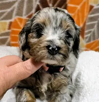 Luke-mini, a male Miniature Bernedoodle for sale in Ladysmith, WI – 1 of 10