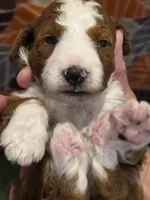Lambeau-mini, a male Goldendoodle for sale in Ladysmith, WI – 7 of 8