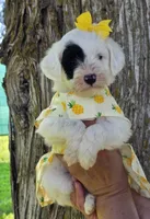 Marina- Mini, a female Portuguese Water Dog for sale in Ladysmith, WI – 1 of 6