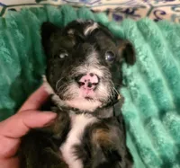 Jordan- mini, a male Miniature Bernedoodle for sale in Ladysmith, WI – 9 of 10