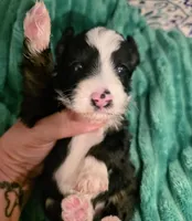 Brett-mini, a male Miniature Bernedoodle for sale in Ladysmith, WI – 7 of 10