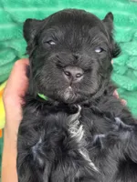 Marshawn-mini, a male Portuguese Water Dog and Poodle - Miniature  for sale in Ladysmith, WI – 8 of 8