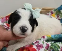 Pearl-mini, a female Poodle - Miniature  and Sheepadoodle for sale in Ladysmith, WI – 6 of 6