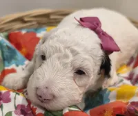 Sugar-mini, a female Poodle - Miniature  and Sheepadoodle for sale in Ladysmith, WI – 3 of 8