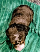 Starr- mini, a male Miniature Bernedoodle for sale in Ladysmith, WI – 2 of 8
