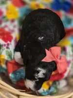 Majic-mini, a female Poodle - Miniature  and Sheepadoodle for sale in Ladysmith, WI – 7 of 7