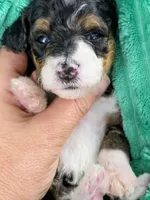 Sammy- mini, a male Miniature Bernedoodle for sale in Ladysmith, WI – 7 of 7