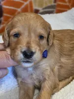Xavier-mini, a male Goldendoodle for sale in Ladysmith, WI – 3 of 8