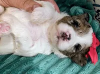 Maya- mini, a female Miniature Bernedoodle for sale in Ladysmith, WI – 5 of 9